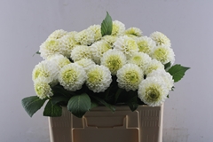 Dahlia Caro 55cm