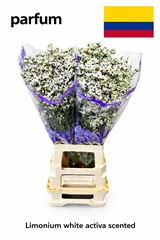 Limonium White Acitva 80cm 30gr.
