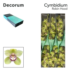 Cymbidium Mrs. Robin Hood 60cm