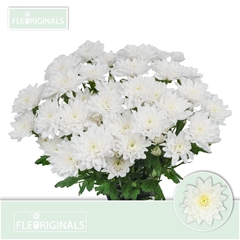 Chrysanth Spray Baltica 70cm 95gr.