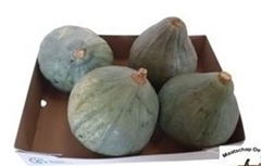 Cucurbita Maxima Blue Hubbard