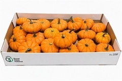 Cucurbita Pepo Jack Be Little