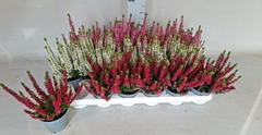 Calluna Beauty Ladies Mix 9Ø 20cm