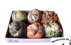 Cucurbita Maxima Turks Turban Mix