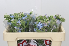 Oxypetalum Tweedia Blue 50cm