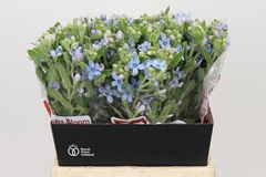 Oxypetalum Tweedia Blue 45cm