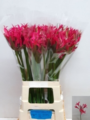 Nerine Pink Spunky 75cm