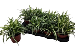 Chlorophytum Variegatum 13Ø 25cm