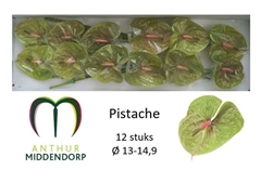 Anthurium Pistache 13cm Hd