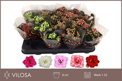 Kalanchoe Double Mix 8Ø 15cm