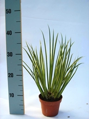 Acorus Variegatus 12Ø 25cm