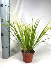 Acorus Ogon 10Ø 25cm