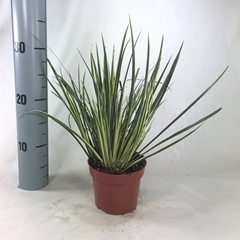 Acorus Aureovariegatus 12Ø 30cm