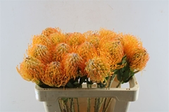 Leucospermum Jelena 50cm