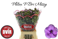 Phlox Bright Missy 70cm