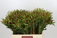 Leucadendron Ayoba Cherry Pearl 60cm