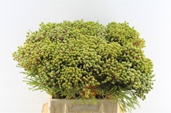 Berzelia Abrotanoides 40cm
