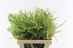 Grevillea Ivanhoe Bronze 55cm