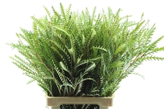 Grevillea Ivanhoe Bronze 70cm