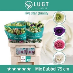 Eustoma Single Mix 70cm