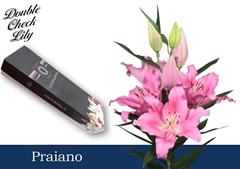 Lily Oriental Praiano 95cm 5+