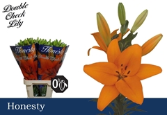 Lily La Honesty 90cm 4+