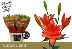 Lily La Sunderland 90cm 5+