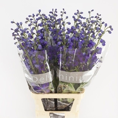 Delphinium Double Delphi's Jewel 110cm