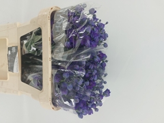 Delphinium Double Delphi's Jewel 70cm