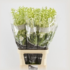 Delphinium Double Centurion White 100cm