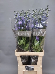 Delphinium Double Delphis Blue Power 110cm