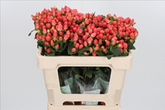 Hypericum Magical Royal Princess 50cm