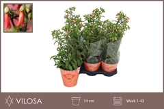 Kalanchoe Lucky Bells 14Ø 40cm