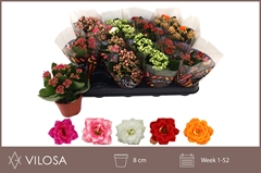 Kalanchoe Double Mix 8Ø 15cm