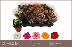 Kalanchoe Double Mix 8Ø 15cm