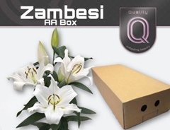 Lily Oriental Zambesi 90cm 4+