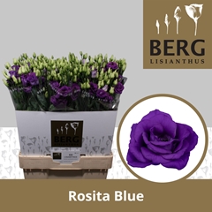 Eustoma Double Rosita Blue 70cm