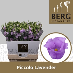 Eustoma Single Piccolo Lavender 70cm