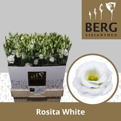 Eustoma Double Rosita White 70cm
