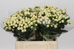 Hypericum Cool Romance 40cm