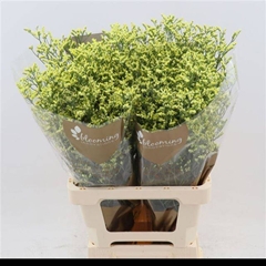 Limonium Sinense China Summer 70cm 40gr.