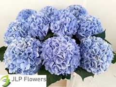 Hydrangea Verena Blue 80cm 21-23cm Hd