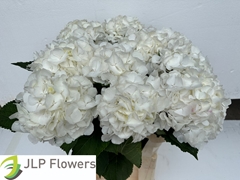 Hydrangea White Verena 80cm 21-23cm Hd