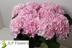 Hydrangea Verena 60cm 18-20cm Hd