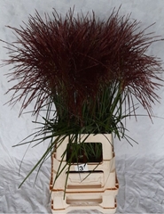 Miscanthus Rotfeder 85cm