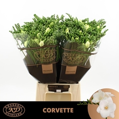 Freesia Single Corvette 55cm 20gr.