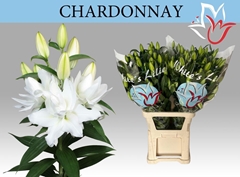 Lily Oriental Double Chardonnay 90cm 6+