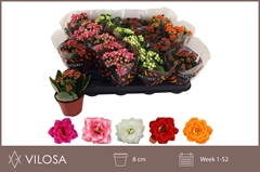 Kalanchoe Double Mix 8Ø 15cm