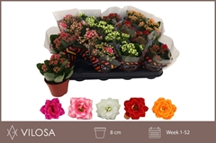 Kalanchoe Double Mix 8Ø 15cm
