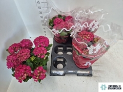 Hydrangea Amsterdam 14Ø 32cm 7bl